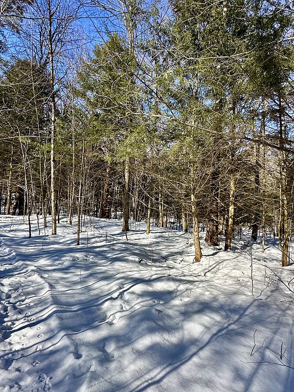 trees next to a snowy path in winter